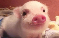 商务部:猪肉价格连续12周回落 商务部:猪肉价格连续12周回落