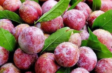 广东62个农产品入选全国名特优新农产品名录 广东62个农产品入选全国名特优新农产品名录