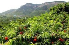 2020“一带一路”赤壁青砖茶产业发展大会将于明日开幕