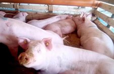 国家发展改革委：今日将投放第4批中央猪肉储备